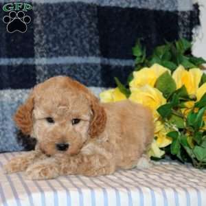 Eiffel, Mini Goldendoodle Puppy
